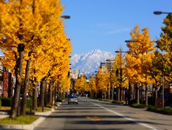 護国神社前通り